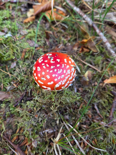 Fly Agaric
