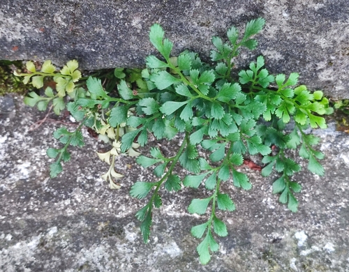 wall-rue