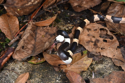 Sichuan Wolf Snake