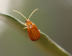 Aulacophora