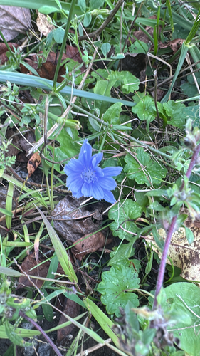 chicory