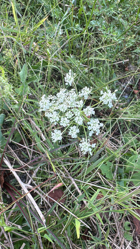 wild carrot