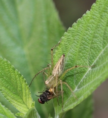 Oxyopes
