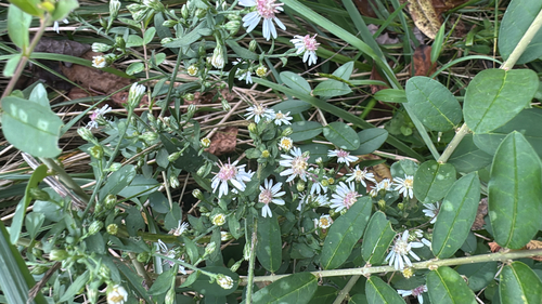 calico aster