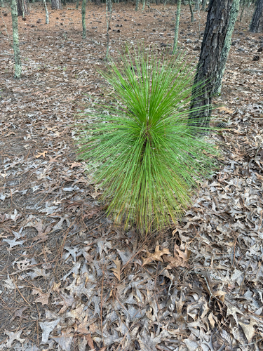 Pinus palustris, photograph 2