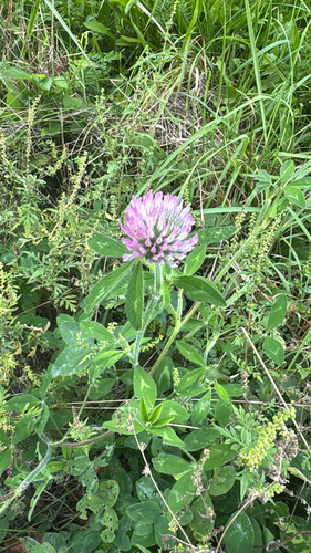 Red Clover