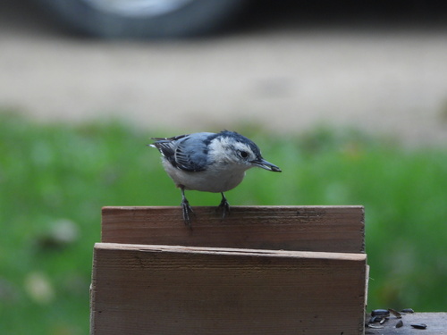 White-breasted Nuthatch