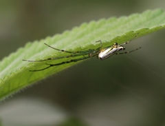 Leucauge decorata