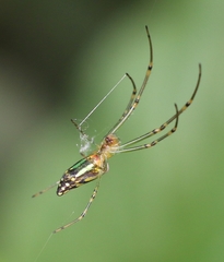 Leucauge decorata
