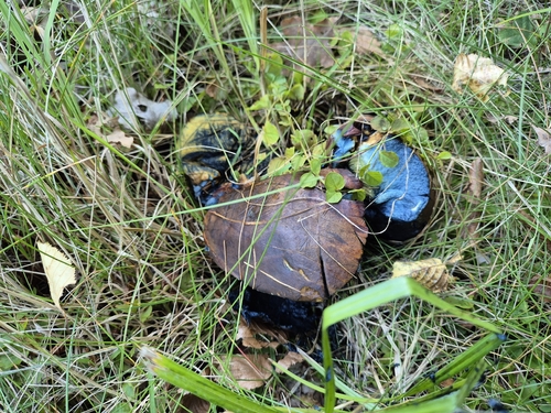 false yellow bolete