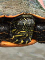 Eastern River Cooter photo 3