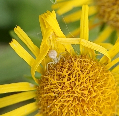 Goldenrod Crab Spider