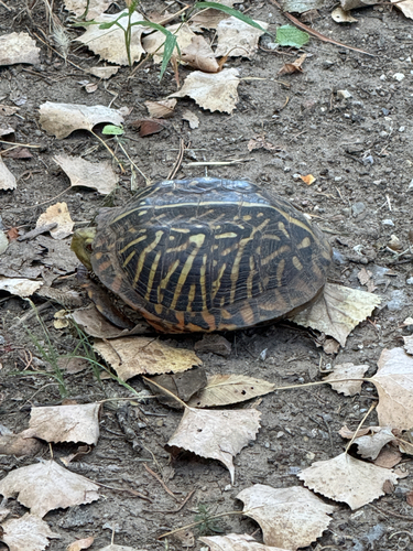 Ornate Box Turtle
