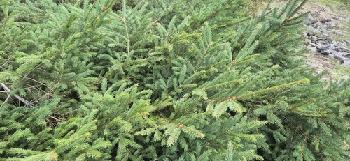 Norway spruce