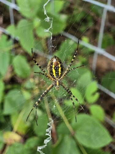 Banded Garden Spider