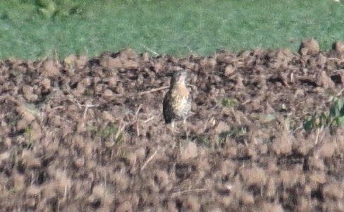 Mistle Thrush