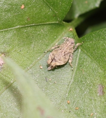 Orthoptera