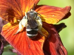 Lasioglossum sexnotatum