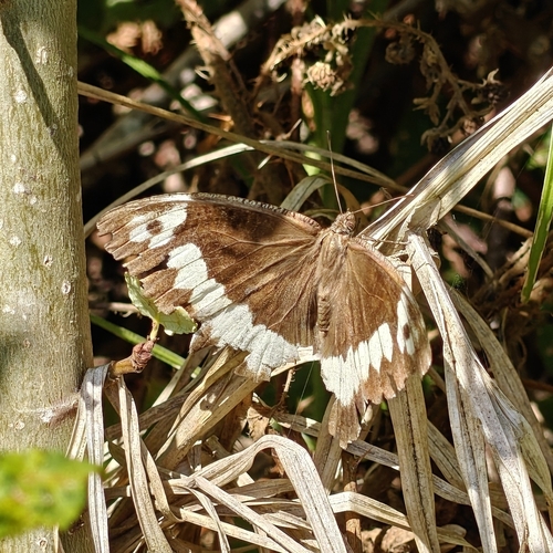 Great Banded Grayling