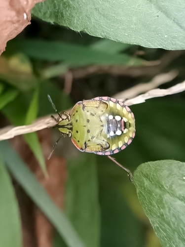 Southern Green Stink Bug