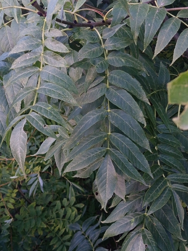 European ash