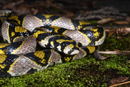 Mandarin Ratsnake