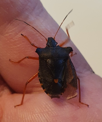 Forest Bug