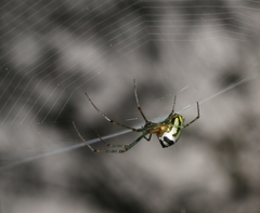 Leucauge decorata