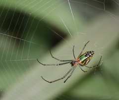 Leucauge decorata