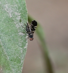 Sphaeniscus