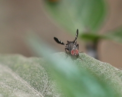Sphaeniscus