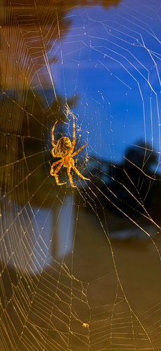 Cross Orbweaver