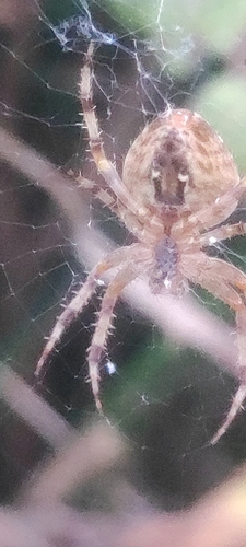 Cross Orbweaver