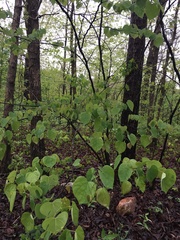 Cercis canadensis canadensis