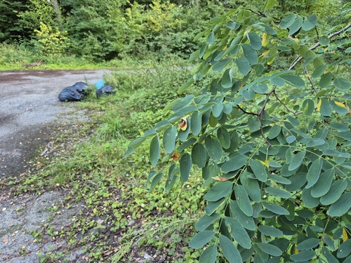 black locust