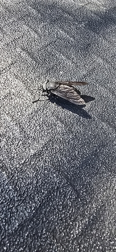 Black Horse Fly
