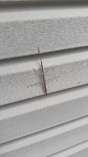 Northern Walkingstick