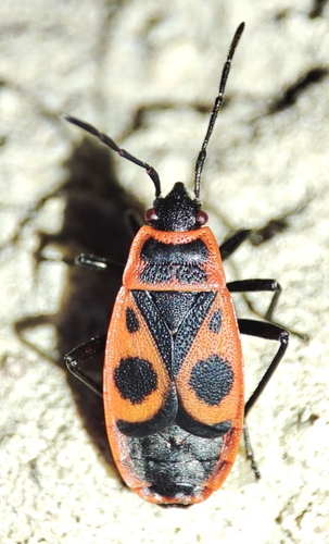 European Firebug