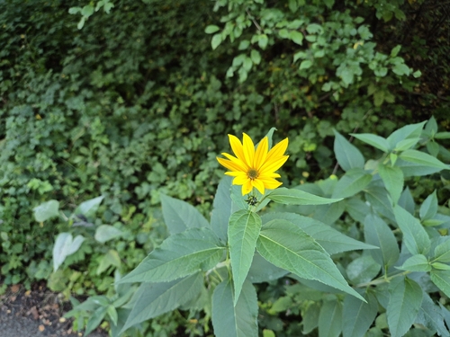 Jerusalem artichoke
