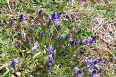 Polygala alpestris