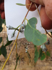 Eucalyptus morrisbyi