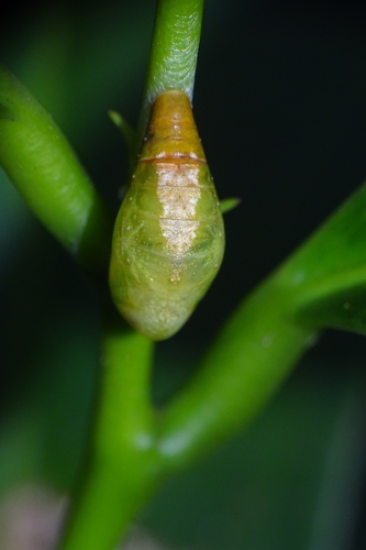 Monkey Puzzle