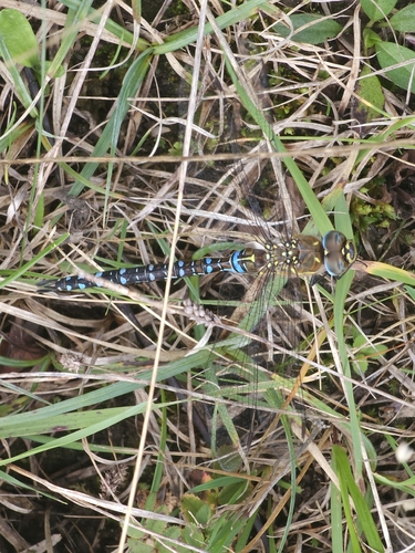 Migrant Hawker