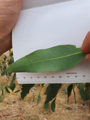 Eucalyptus morrisbyi