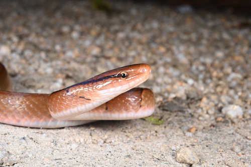 Chinese Bamboo Ratsnake