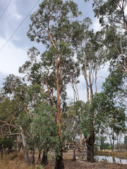 Eucalyptus morrisbyi