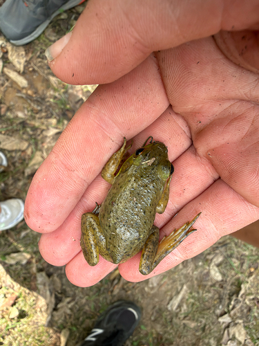 American Bullfrog