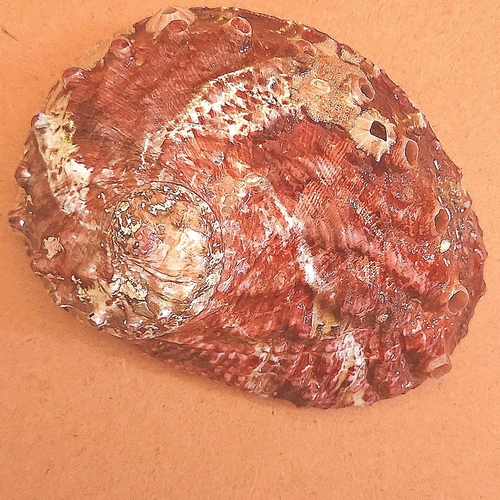 Haliotis ovina observed 2026-07-14