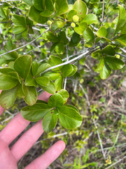 Guettarda elliptica