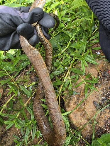 Northern Watersnake